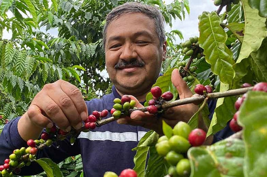 drought resistant coffee varieties