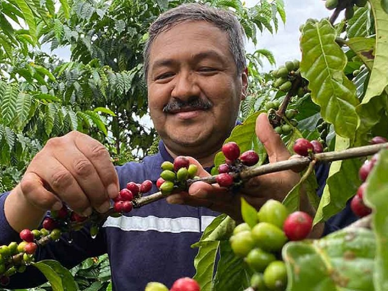 drought resistant coffee varieties